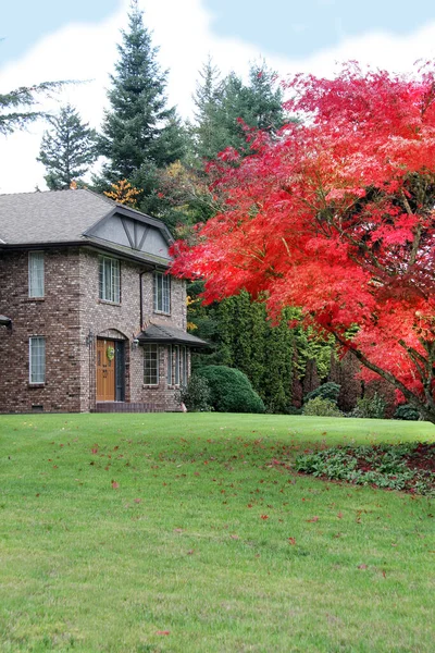 Beautiful mansion in Canada with maple leaf tree in autumn. Large brick estate house surrounded by evergreeen trees and a front lawn in fall.