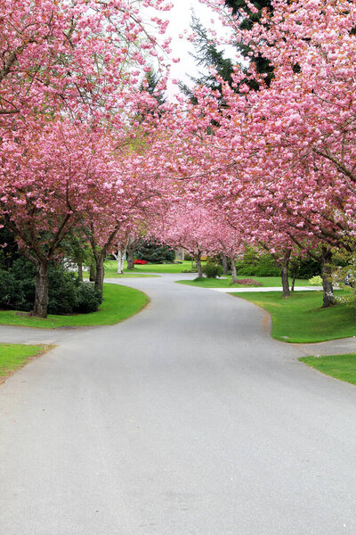 Beautiful Cherry trees in full bloom on a quiet street in Canada. Spring blossom in a Canadian cul de sac. Also available in horizontal. 