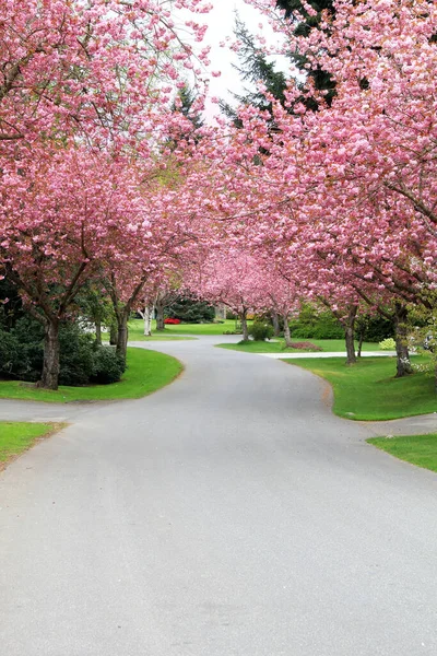 Schöne Kirschbäume Voller Blüte Auf Einer Ruhigen Straße Kanada Frühlingsblüte Stockbild