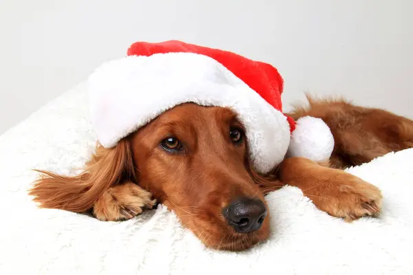 クリスマスにサンタの帽子をかぶった美しい黄金のアイルランドの犬 ゴールデンレトリーバーとアイリッシュセッターミックス 白い枕の上に横たわる犬 テキストのための部屋 ストック画像