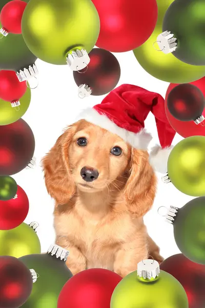 Dachshund Puppy Draagt Een Kerstmuts Omringd Door Rode Groene Kerstversieringen Rechtenvrije Stockafbeeldingen