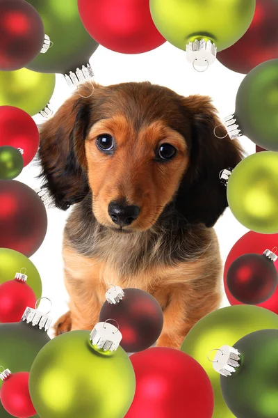 赤と緑のクリスマスの装飾に囲まれたダッハウンドの子犬 かわいい休日の犬 ストック写真