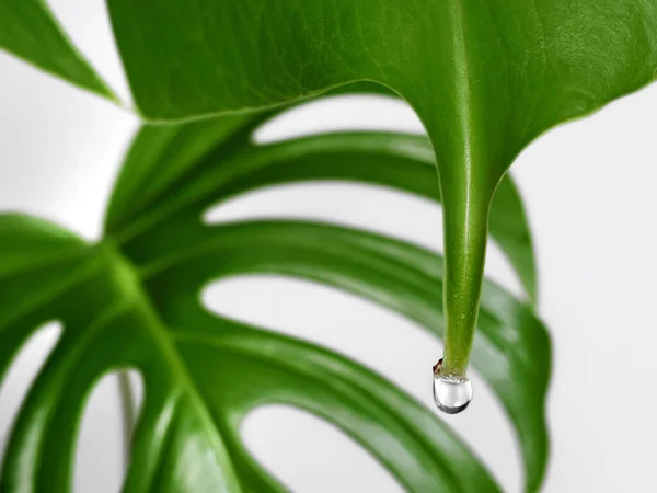 Close Monstera Leaf Water Drop Isolated White Background Guttation Housplants — Stockfoto