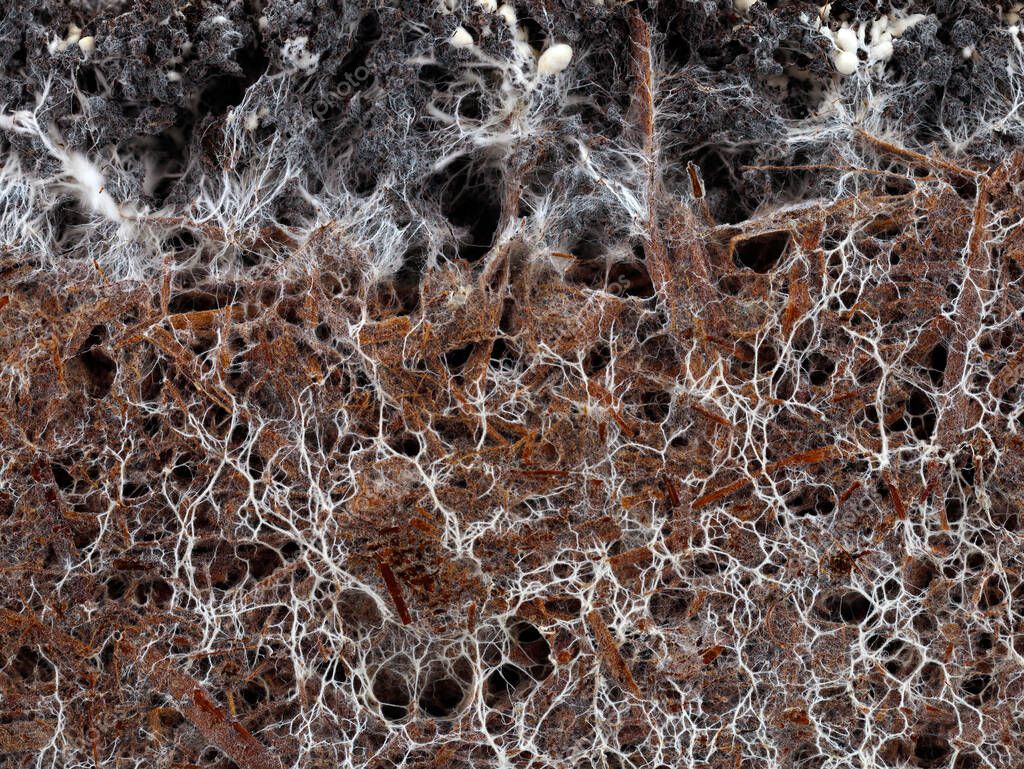 structure of the mushroom mycelium of a white champignon, agaricus
