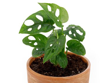 Küçük Monstera Adansonii ya da Monstera Maymun yaprağı saksısı beyaz arka planda izole edilmiş, kapalı..