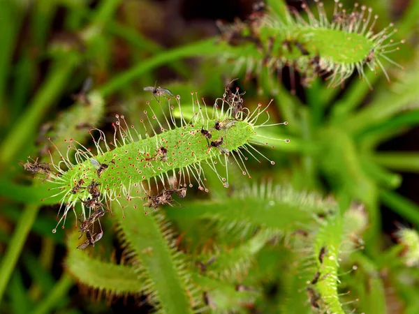Bir Drosera Capensis Yaprağının Yaprağına Yakın Sciaridae Adı Verilen Küçük — Stok fotoğraf