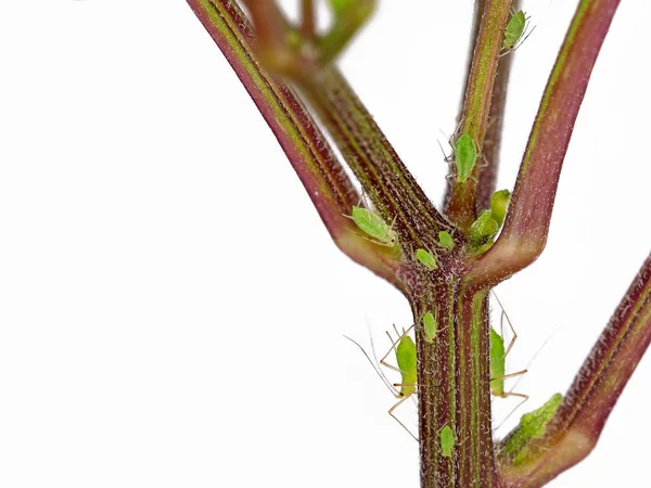 Közelről Zöld Levéltetvek Sternorrhyncha Szárán Egy Chili Növény Elszigetelt Fehér — Stock Fotó