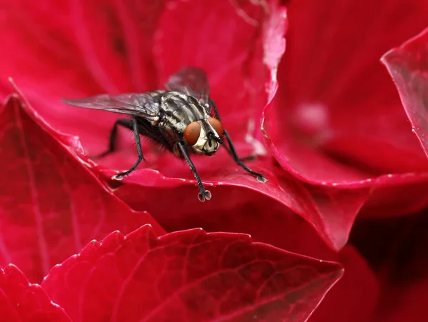 Menutup Dari Lalat Daging Sarcophagidae Pada Bunga Merah — Stok Foto