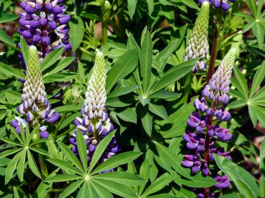 Mor lupin, İlkbaharda açan Lupinus polyphyllus..