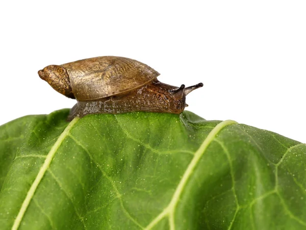 一种常见的琥珀蜗牛 在生菜叶上 在白色背景下与复制空间隔离 — 图库照片