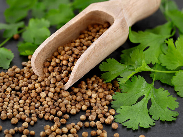close up of coriander seeds in wooden spice spoon and fresh coriander leaves on black slate background.