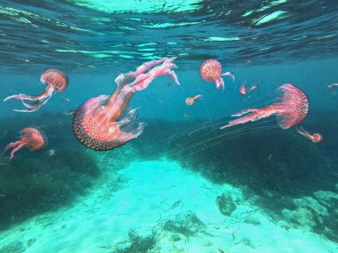 Tehlikeli denizanası Pelagia Noctiluca su altında Akdeniz 'e yayıldı ve bir vebaya dönüştü..