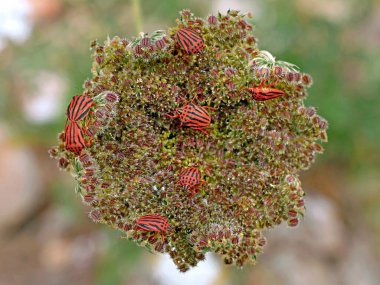 Bir grup kırmızı çizgili böcek ya da ozan böceği, Graphosoma lineatum, Daucus havuç bitkisi, Daucus carota.