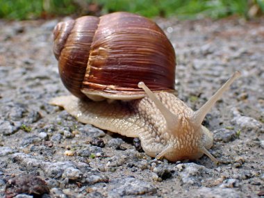 Salyangoz, Helix Pomatia, yürüyüş yolunda sürünüyor ve kameraya bakıyor..