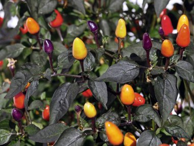 Bitki üzerinde renkli kırmızı biber, Capsicum frutescens, ayrıca Lila luzi veya Peru mor rengi olarak da bilinir..
