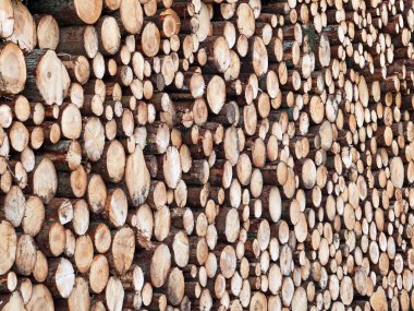 Orman işlerinden sonra istiflenmiş çam ağaçları gövdeleri, depolanmış kütüklerin yan görünümü.