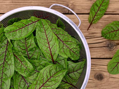 Kırsal ahşap arka planda toplanmış taze kırmızı damarlı kuş, Rumex sanguineus ya da kanlı iskele yapraklarının üst görüntüsü.