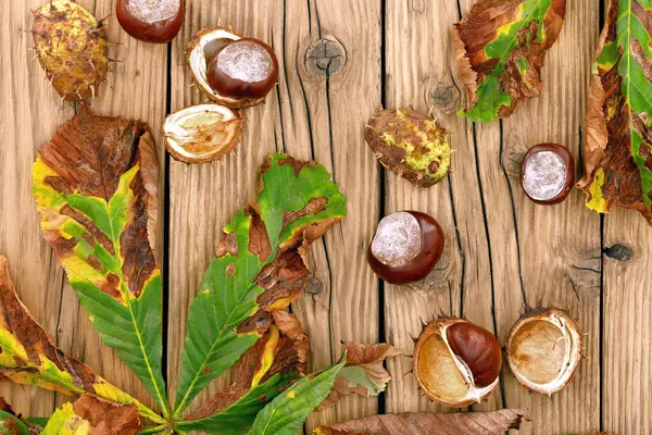 Top View Fallen Chestnuts Colorful Horse Chestnut Leaves Wooden Terrace — Stock Photo, Image