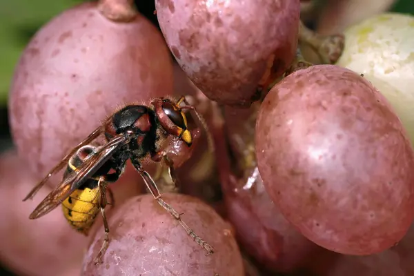 欧洲大黄蜂Vespa Crabro以成熟的甜红葡萄为食 贪婪的昆虫被花园里的甜水果所吸引 摧毁了庄稼 — 图库照片
