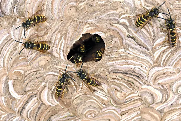 Eşek arısı kovanının girişini kapatın. Vulgaris kabuğu. Yaban arısı kovanının deliğinde ve içinde eşekarıları var..