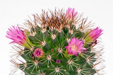 Beyaz arka planda çiçek açan kaktüs mammillaria spinosissima, pembe çiçeklerin detaylı çekimi kaktaceae bitkisi.