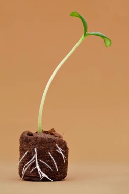 Kavun tohumu kabında görünür kökler, Hindistan cevizi toprağında yetişen kavun tohumu tohumu kahverengi arka planda izole edilmiş..