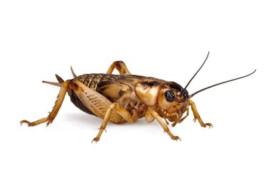 Genç sarı cırcır böceğinin yan görüntüsü, gryllus bimaculatus beyaz arka planda izole edilmiş, yüksek detaylı makro çekim.
