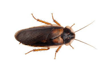 Arjantin hamamböceği, Blaptica dubia, beyaz arka planda izole erkek hamamböcekleri, üst manzara.