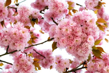Japon karanfili kiraz ağacı çiçeği arka planı, prunus serrulata beyaz arka planda izole edilmiş, ilkbaharda pembe kiraz ağacı..