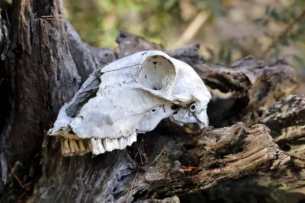 The skull of an animal lying in the forest on an tree root, close-up, concept of life and death.