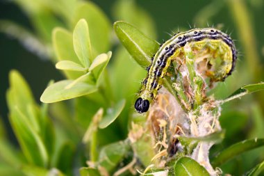 Kutu ağacı güvesi tırtılı, sidalime perspektifi, Boxwood, Buxus sempervirens, yeşil tırtıllı tahrip edilmiş bir boxwood dalına yakın çekim.