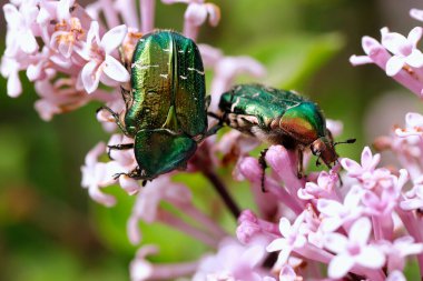 Yeşil güller, Cetonia aurata, ilkbaharda küçük pembe leylak çiçekleri üzerinde.