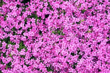 Pembe yosun deseni, Phlox subulata, sürünen fenomen, çiçek arkaplanı..