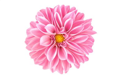 Çiçekli pembe bir yıldız çiçeği beyaz arka planda izole edilmiş, stüdyoda yakın plan..