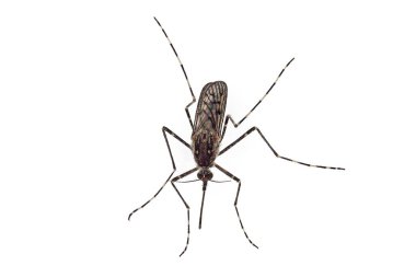 Beyaz arka planda izole edilmiş dişi sivrisinek Culiseta Annulata 'nın üst görüntüsü..