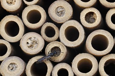 Pemphredoninae ile bir böcek oteline yakın çekim, bir yaprak biti arısı, bambu tüpünün içinde yuva arıyor.