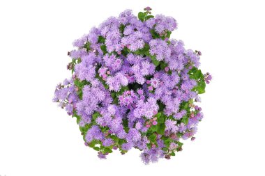 Beyaz arka planda izole edilmiş Ageratum houstonianum, mor çiçekli çalılığın üst görüntüsü.
