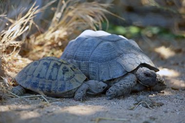 Genç ve yaşlı kaplumbağa, Testudo Hermanni kuru kumlu zeminde gölgede.