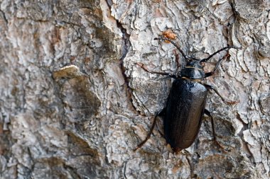 Tanner Böceği, Prionus Coriarius, ormandaki bir ağaç gövdesinde, ağaç kabuğunda Sawyer olarak da bilinen uzun boynuzlu bir böceğin üst görüntüsü..
