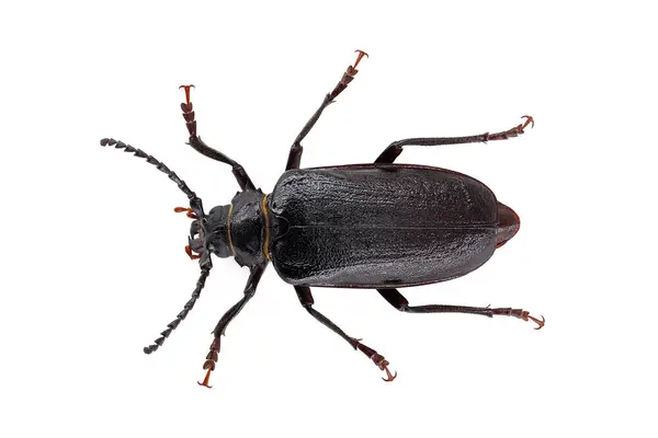 stock image Black longhorn beetle, Prionus coriarius isolated on white background, top view of black beetle also known as tanner or sawyer.