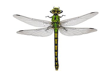 Yeşil yılan kuyruklu bir yusufçuğun üst görüntüsü, beyaz arka planda izole edilmiş Ophiogomphus cecilia.