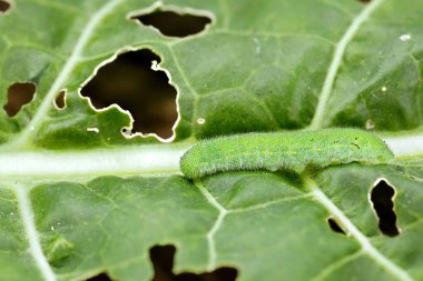 cabbage white butterfly larva, pieris rapae, on eaten leaf, close up of a caterpillar pest. clipart