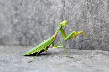 Yeşil Avrupa peygamberdevesi, Manits dini, gri taş arka planda izole edilmiş..
