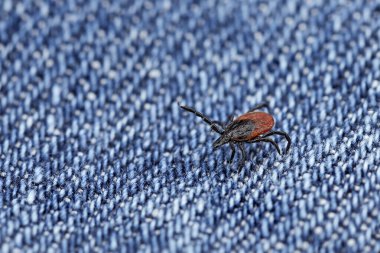 close up of a crawling deer tick on a blue jeans, dangerous parasite on clothing after a walk in nature in spring. clipart