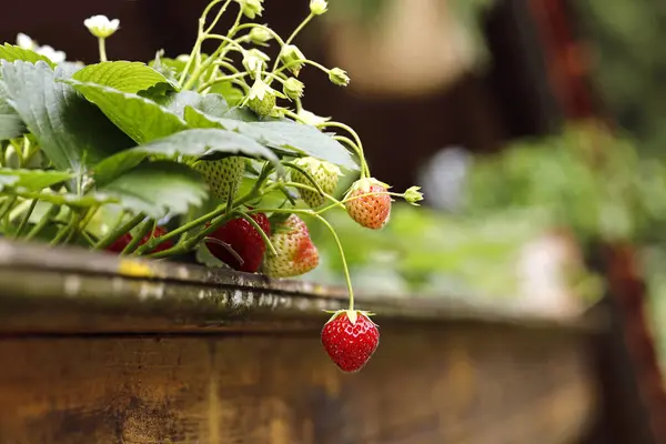 Tahta bir balkondan sarkan çileğe odaklan. Balkonda yetişen çilekleri topla..