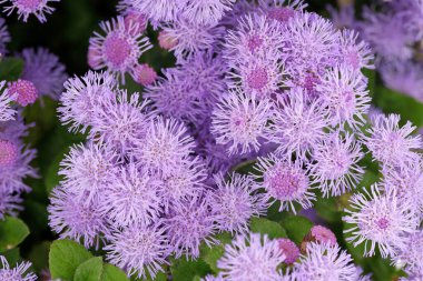 Ageratum houstonianum 'un mor kabarık çiçekleri, leylak çalısı taç yapraklarıyla çiçek açan yabani otlar..
