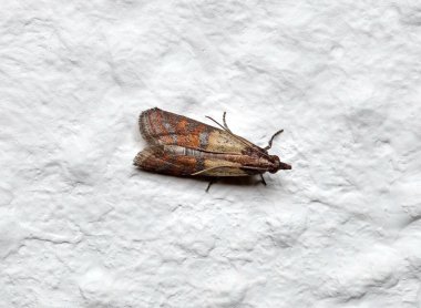 Beyaz duvarda Plodia interpunctella türünün yetişkin Hint güvesi, üst görünüm.