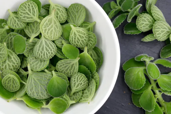 Taze toplanmış Plectranthus amboinicus yaprakları, Vicks bitkisi ya da Küba kekliği olarak da bilinir, beyaz bir kasede, limon aromalı egzotik bir bitkinin yapraklarından ev yapımı şurup yapar..