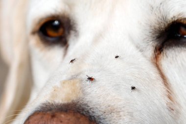 Köpek suratında sürünen keneler, uzun otların arasında yürüdükten sonra insanlar ve köpekler için bir kene ısırığından sonra tehlikeli enfeksiyon kapma riski olan beyaz Labrador Retriever..