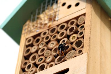 Avrupai bir avrupa bahçe arısı olan Osmia Cornuta 'ya yakın plan, böcek otelinde yuva deliğini temizliyor ve çukurdan ölü sineği çıkarıyor..